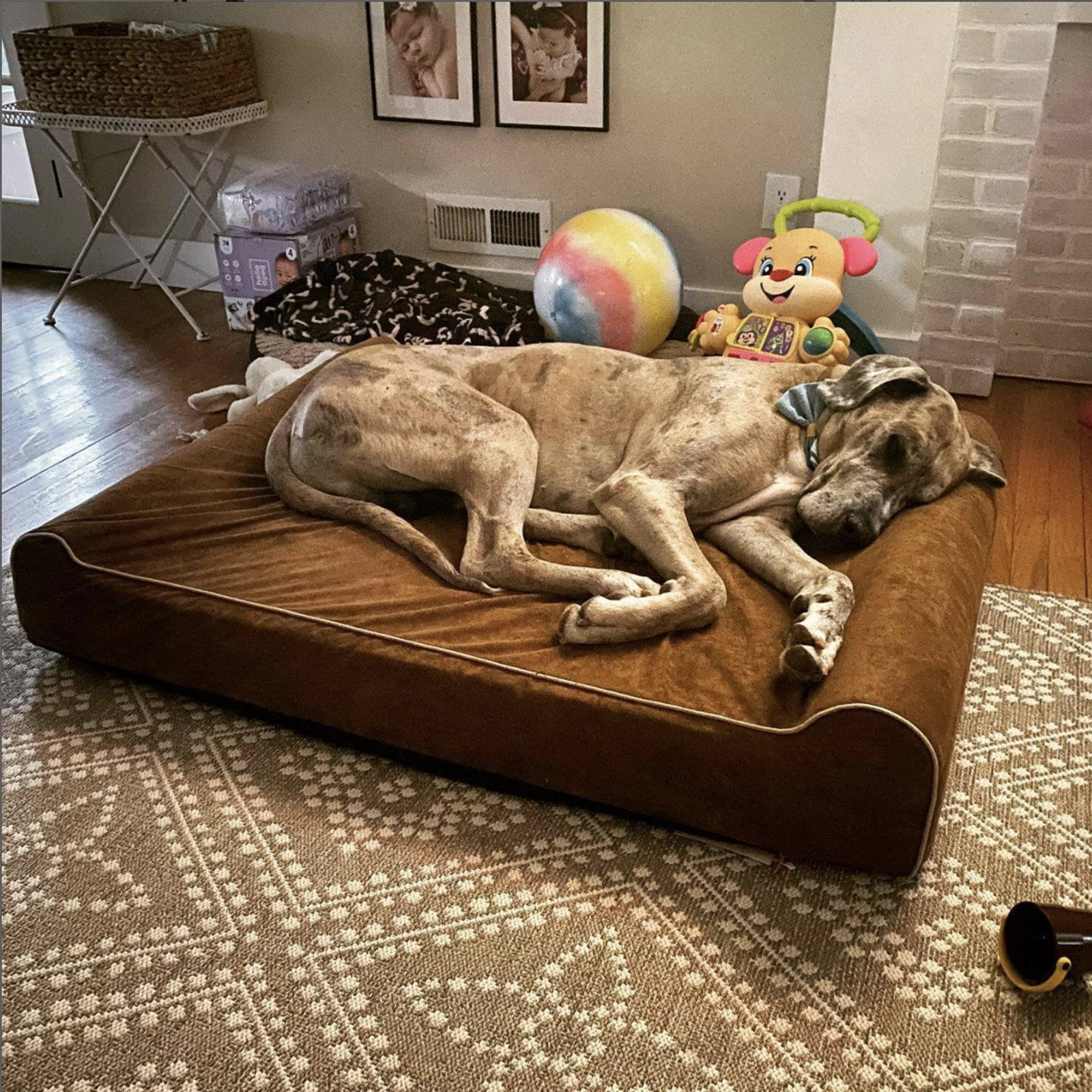 Petlife orthopedic dog bed best sale